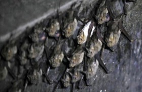 إنقاذ 700 خفاش من موجة الصقيع في تكساس