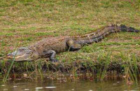 تنجو من تمساح بأعجوبة.. قاومته 90 دقيقة