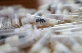 ضبط 2000 نملة يفضح شبكة تهريب 