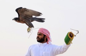 «الهدد» للصيد بالصقور تنطلق الخميس