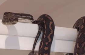 دخل المرحاض ليصدم بـ ثعبان مرقط