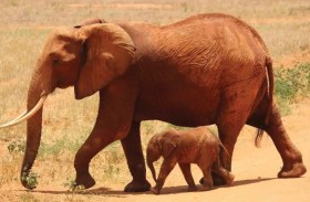 دراسة جديدة تترجم «اللغة السرية» لذكور الفيلة