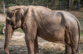 هذا ما يحدث لظهر الفيل بعد عقود من حمل السياح