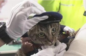 تعيين قطة مديرة شرطة باليابان