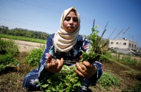 نساء من غزة يصنعن أدوات تجميل من الأعشاب المحلية