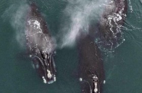 عناق الحيتان.. فيديو مذهل يرصد لأول مرة