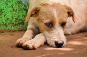 كلب يرفض الطعام حزناً على مالكه المتوفي