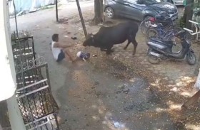 ثور يهاجم مسنًا يحمل طفلًا أمام منزله في الهند 