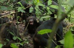 «حرب أهلية» بين مئات الشمبانزي تنتهي بمجازر جماعية