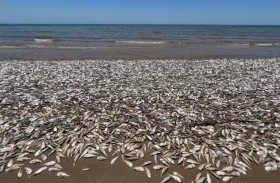 آلاف الأسماك النافقة على ساحل خليج تكساس