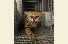 شرطة دبي تتسلّم حيوانا خطراً من نوع «قط السرفال» من أحد الأفراد