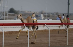 مهرجان محمد بن زايد لسباقات الهجن ومزاينة الإبل «الذيد» ينطلق 24 ديسمبر الجاري