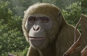 قرد مصر المخادع.. أحفورة عمرها 18 مليون سنة تهز نظريات تاريخ الإنسان