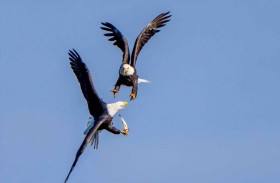 إنقاذ نسرَين بعد معركة خطيرة فوق الأسلاك