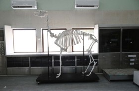  أبوظبي للزراعة والسلامة الغذائية : صحة الثروة الحيوانية واستدامتها أولوية استراتيجية