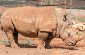 وفاة وحيد القرن شالوم