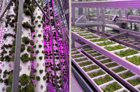 افتتاح مزرعة عمودية في دبي الصناعية لإنتاج 360 طناً من الخضروات سنوياً في إطار الإستراتيجية الوطنية للأمن الغذائي