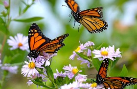 محبو الطبيعة في المملكة المتحدة مدعوون إلى عد الفراشات