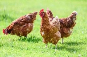 أنفلونزا الطيور تنقذ الدجاج من مخالب الطيور الجارحة