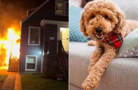 كلب صغير يُنقذ عائلته من حريق