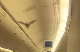 خفاش يعيد طائرة إلى المطار 