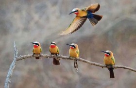 علماء يكتشفون سر غناء الطيور في الصباح