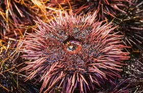 نفوق القنفذ.. العلماء يفسرون سر الظاهرة الغريبة