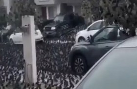 أسراب طيور تغزو المكسيك