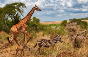 «صداقة نادرة» بين حمار وحشي وزرافة 