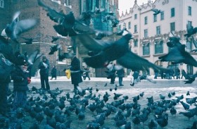 خطة مبتكرة لتقليص أعداد «الحمام» في مدينة بولندية