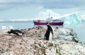 فراخ البطريق طليعة ضحايا ذوبان الجليد