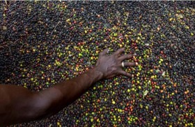 حبة نادرة تعيد الأمل لصناعة القهوة في سيراليون