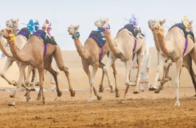 المنافسات الختامية للنسخة الثانية من مهرجان العين لسباقات الهجن تنطلق غداً