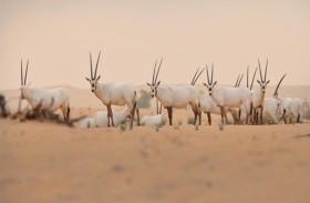 COP28 منصة عالمية لوضع حلول توائم بين التنمية الاقتصادية وحماية الموائل الطبيعية