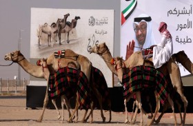 الظفرة وجهة إماراتية عالمية مفضلة للسياحة الصحراوية ولهواة الإبل والصيد البري المستدام