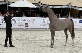 مربط دبي يحرز ذهبية المهرات ضمن بطولة براغ الدولية لجمال الخيل العربية