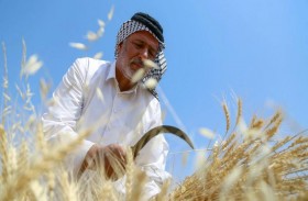 الجفاف والحرب في أوكرانيا يخيمان على موسم الحنطة في العراق 