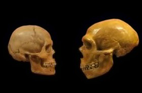 سر الـ 55 ألف عام.. عظام جنين تكشف سبب نهاية إنسان النياندرتال؟