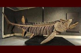 سمكة تناطح الديناصورات.. اكتشاف عمره 70 مليون سنة