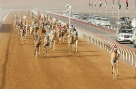 برعاية هزاع بن زايد .. العين تستضيف  « ختامي الهجن» بمشاركة محلية وخليجية