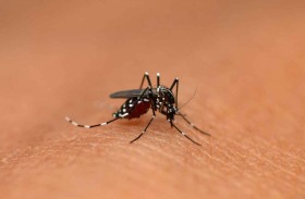 طريقة تتفوق على الأدوية لعلاج لدغات البعوض