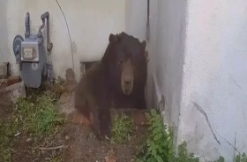 دب يستأجر قبو منزل لـ37 يوماً 