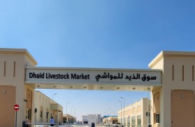 سوق المواشي في الذيد يكمل استعداداته لاستقبال الزوار في عيد الأضحى المبارك
