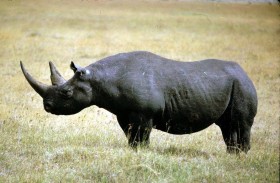 بارقة أمل لإنقاذ وحيد القرن الأسود 