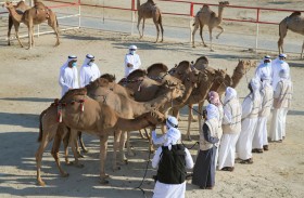 إعلان نتائج أشواط الحقايق – محليات في مزاينة الإبل بمهرجان الظفرة