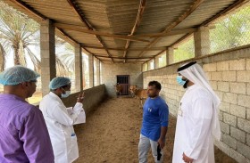 حلالنا معافي .. مبادرة لدعم الإنتاج الحيواني في أم القيوين