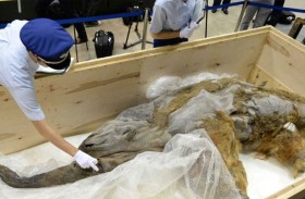 استخراج مادة وراثية من ماموث تكشف أسرار الحياة 