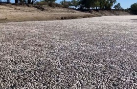 طوفان من الأسماك النافقة  يغطي نهرا بالكامل