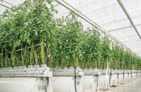 الظاهرة بايوا ترفد السوق الإماراتية بالمحصول الأوّل للعام 2021 من الطماطم عالية الجودة 