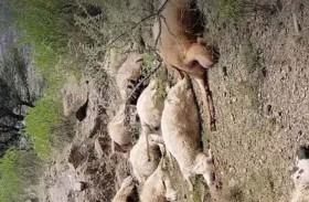 نفوق قطيع أغنام كامل بصاعقة رعدية